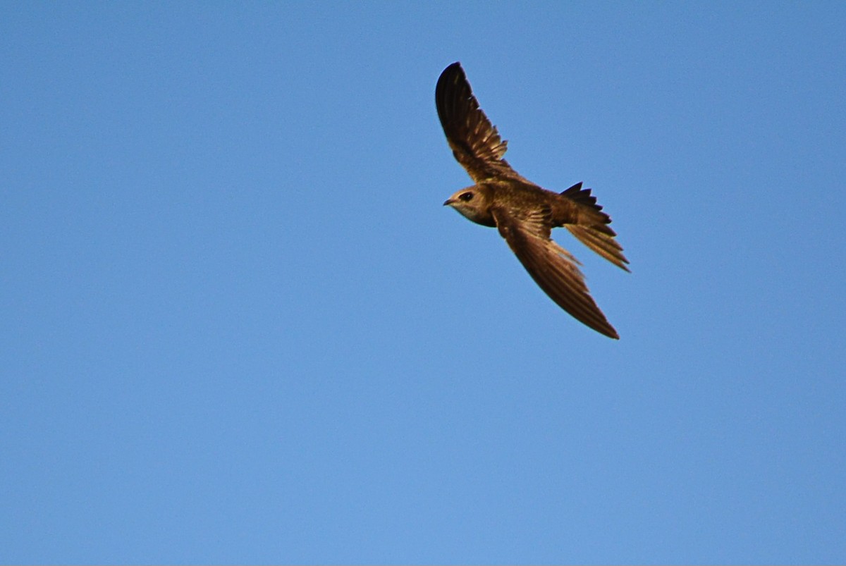 Pallid Swift - ML639195828