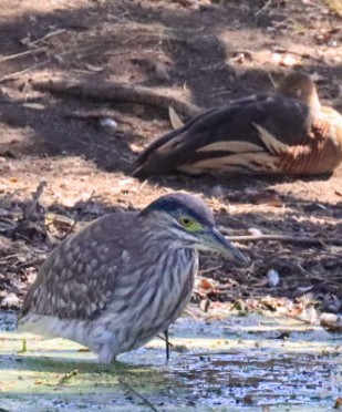 Nankeen Night Heron - ML639195839