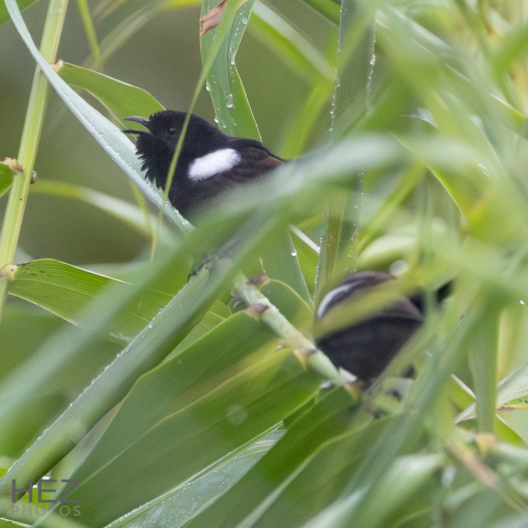 White-shouldered Fairywren - ML639195849