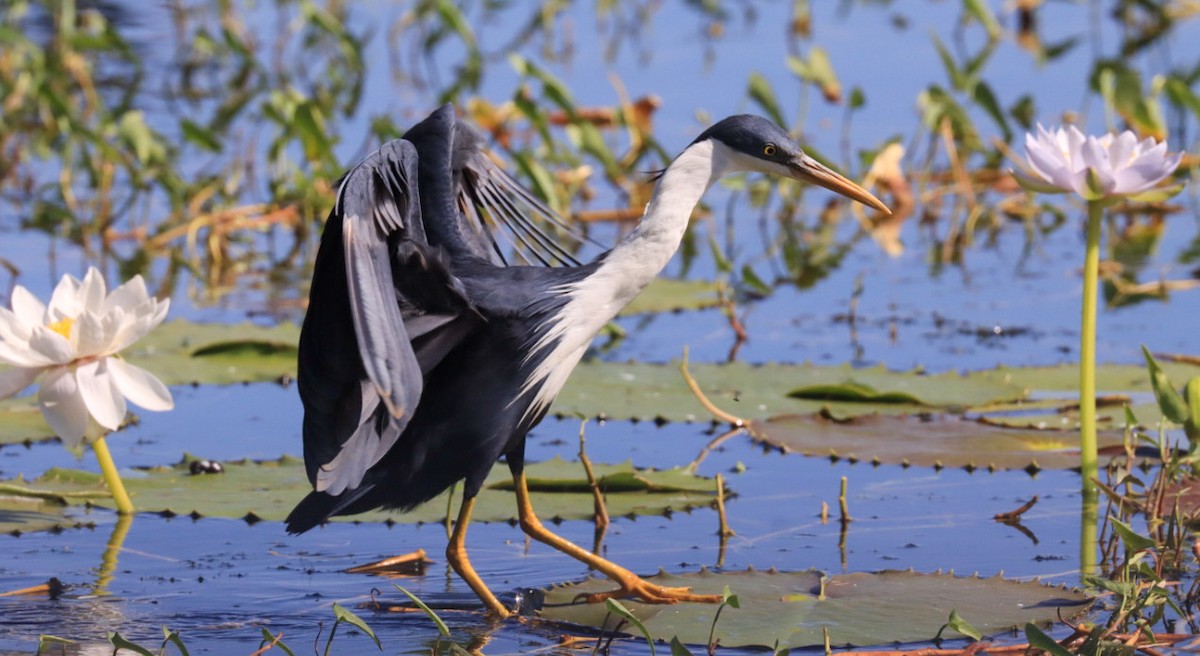 Pied Heron - ML639195852