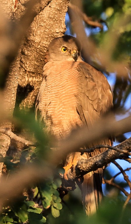 Brown Goshawk - ML639195861