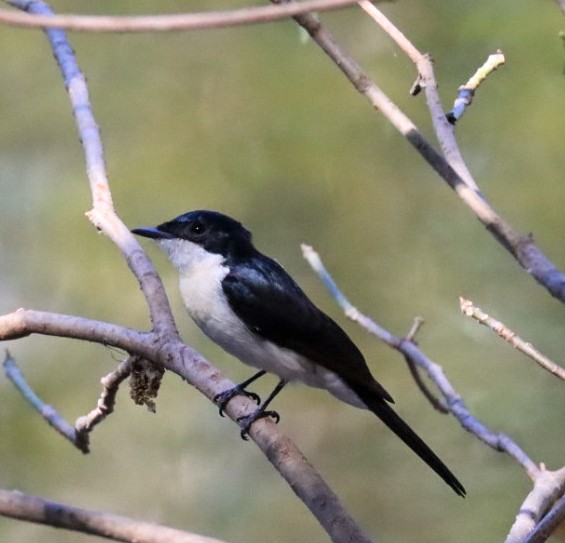 Paperbark Flycatcher - ML639195879