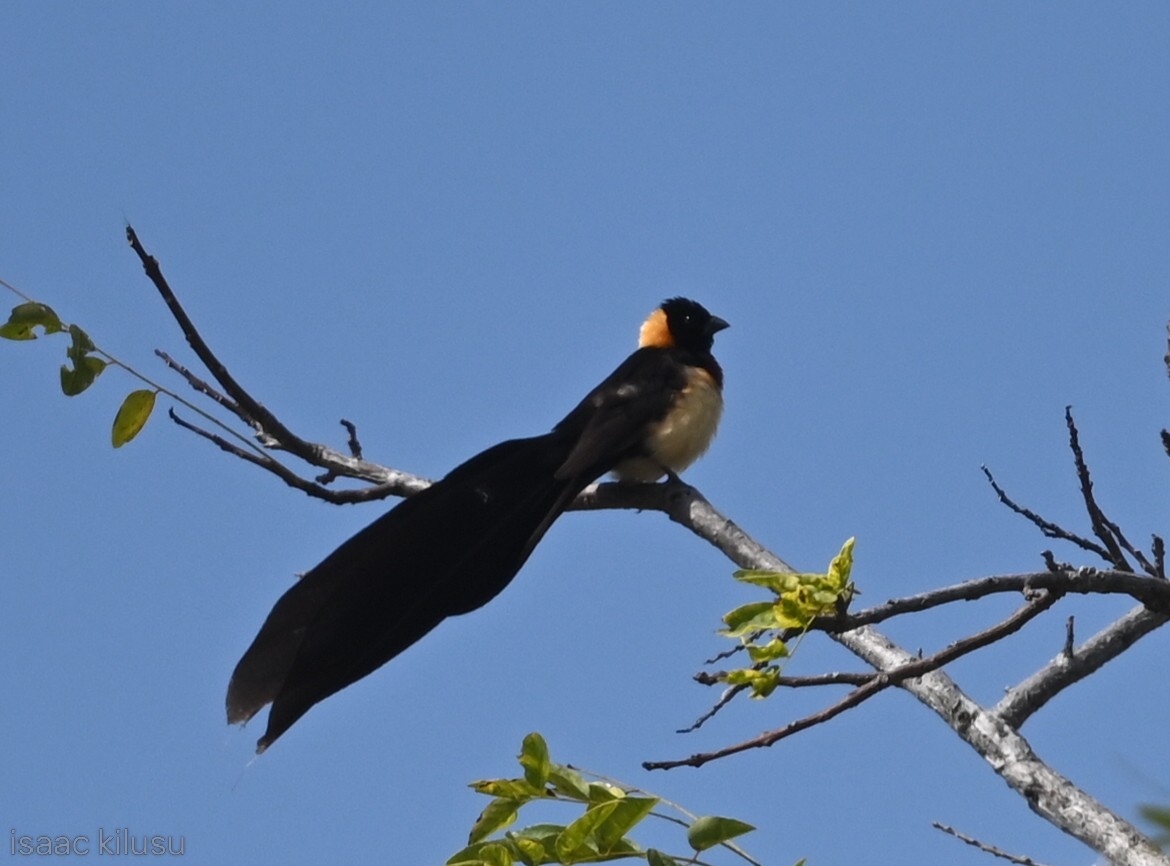 Broad-tailed Paradise-Whydah - ML639195939