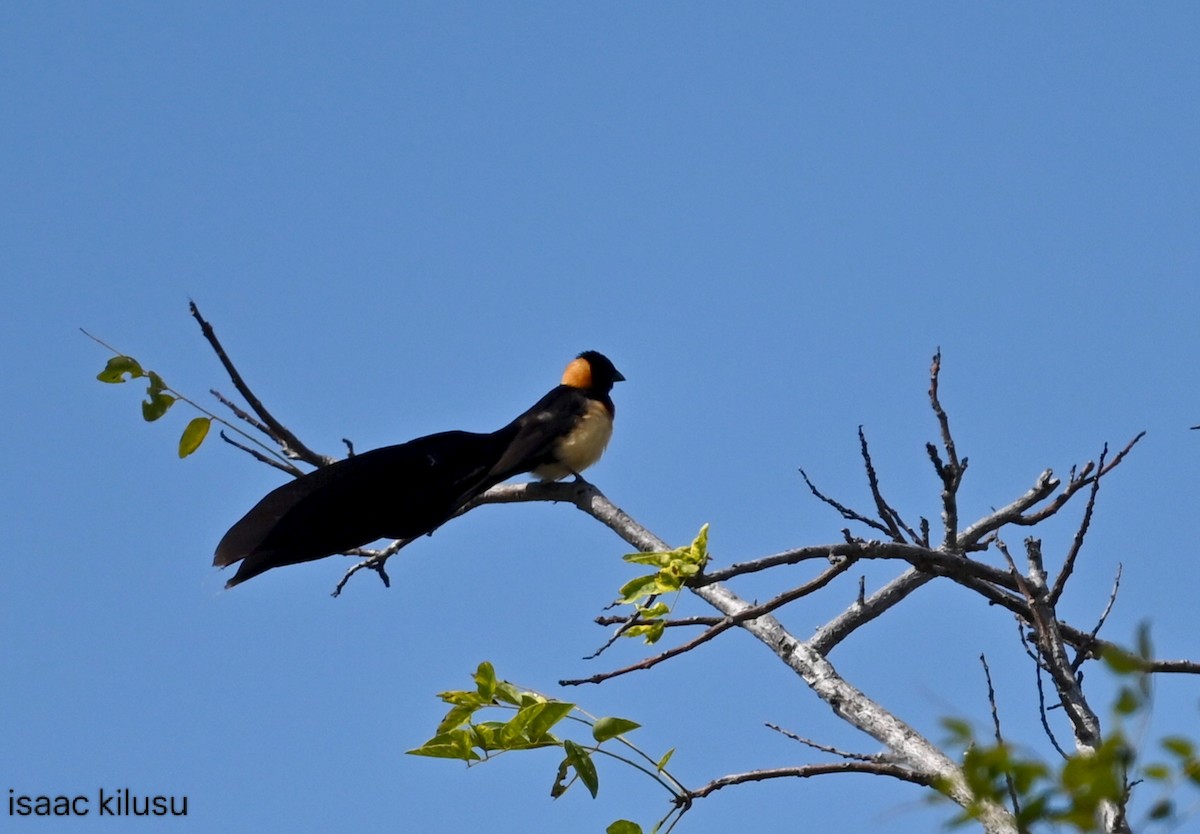Broad-tailed Paradise-Whydah - ML639195940