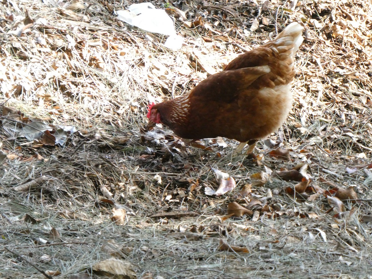 Gallo Bankiva (doméstico) - ML639195954
