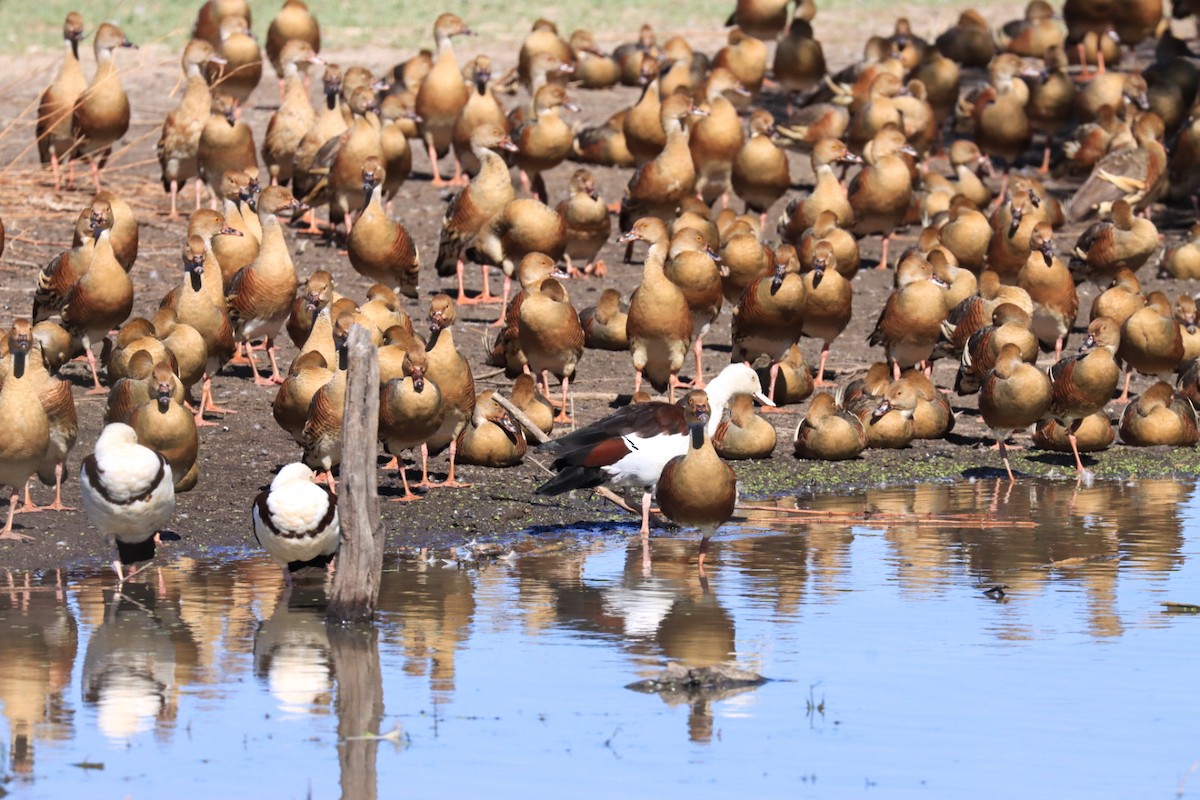 Plumed Whistling-Duck - ML639195967