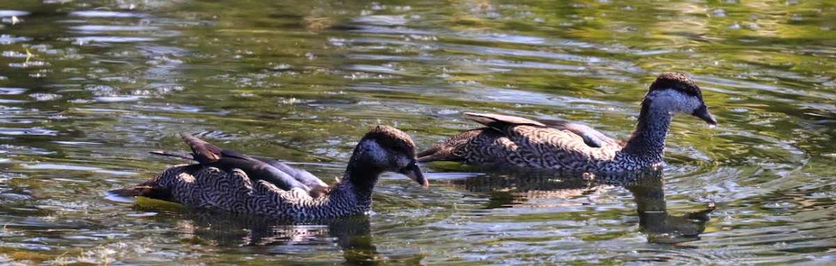 Green Pygmy-Goose - ML639195970