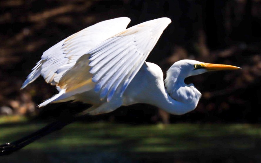 Great Egret - ML639196032