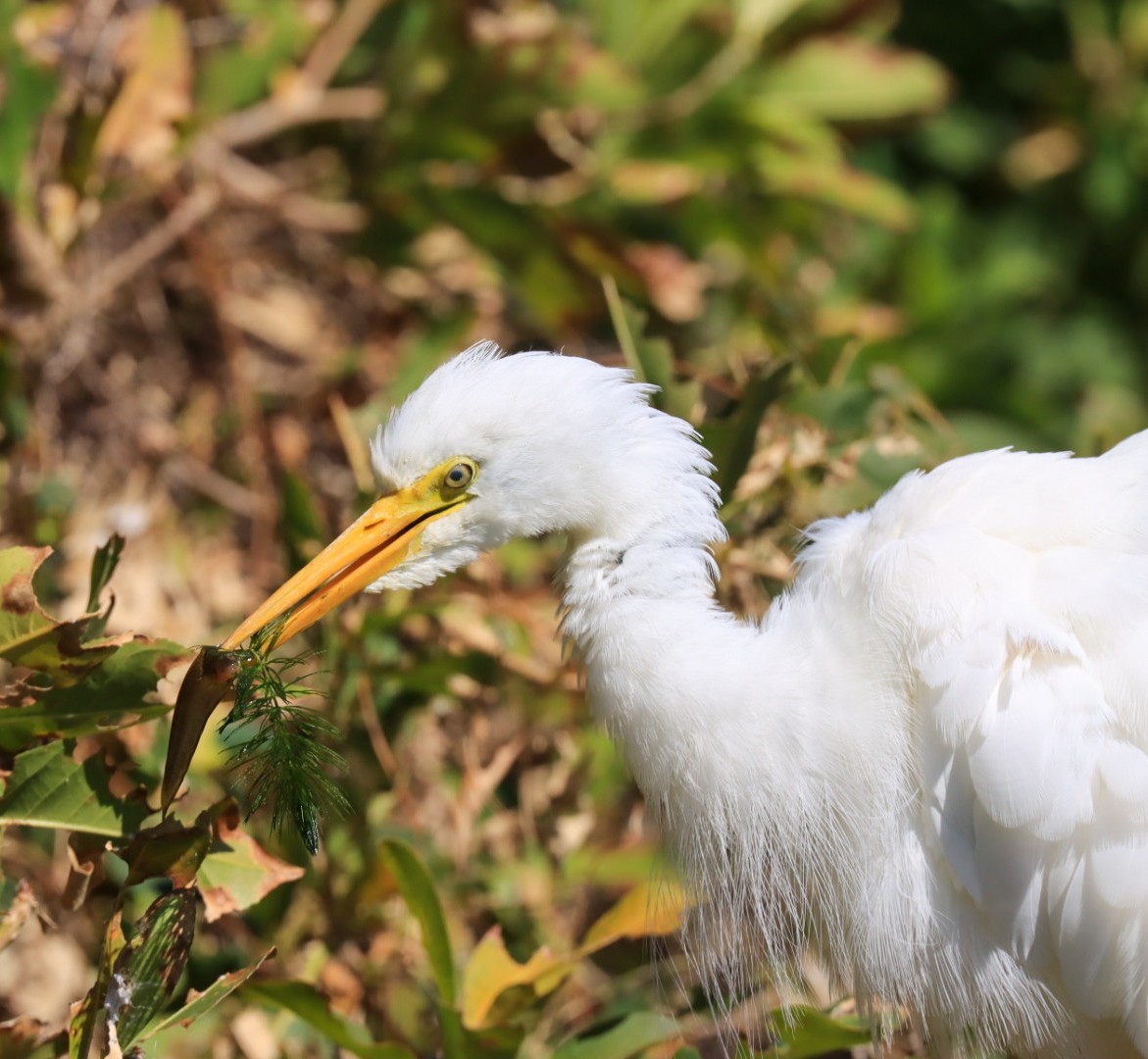 Plumed Egret - ML639196043