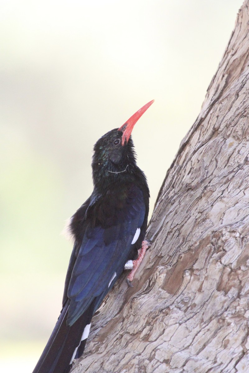 Violet Woodhoopoe - ML639196100