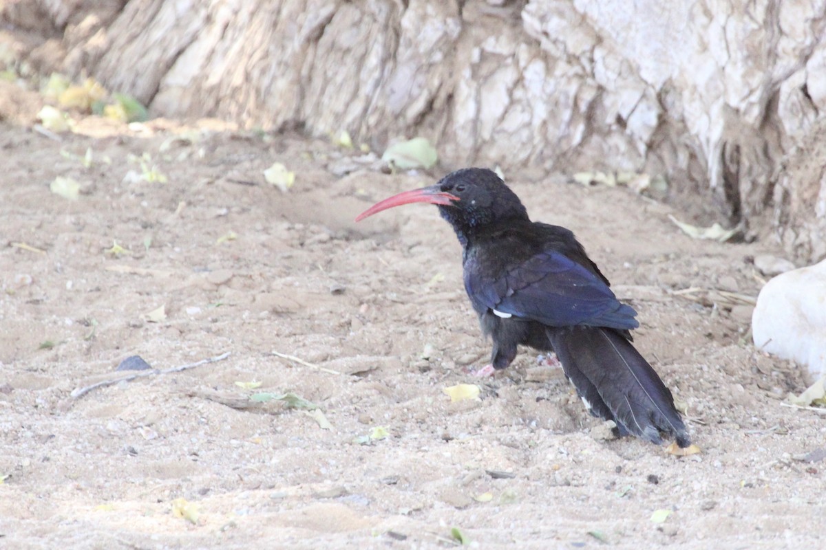 Violet Woodhoopoe - ML639196101