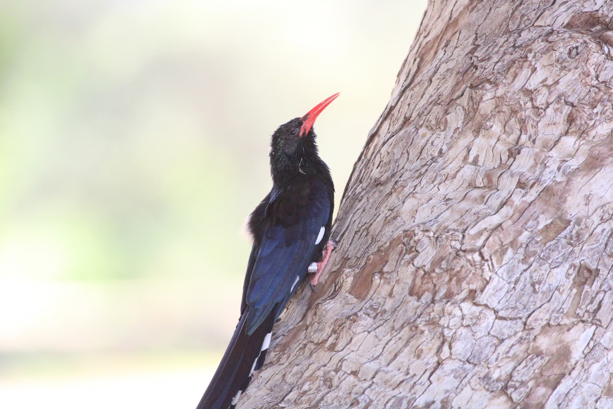 Violet Woodhoopoe - ML639196102