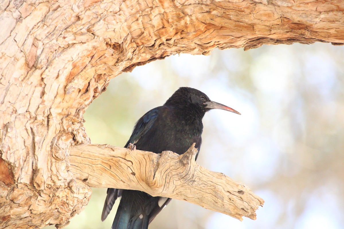 Violet Woodhoopoe - ML639196103