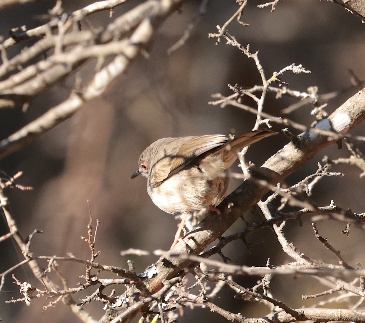 Miombo Wren-Warbler - ML639196243