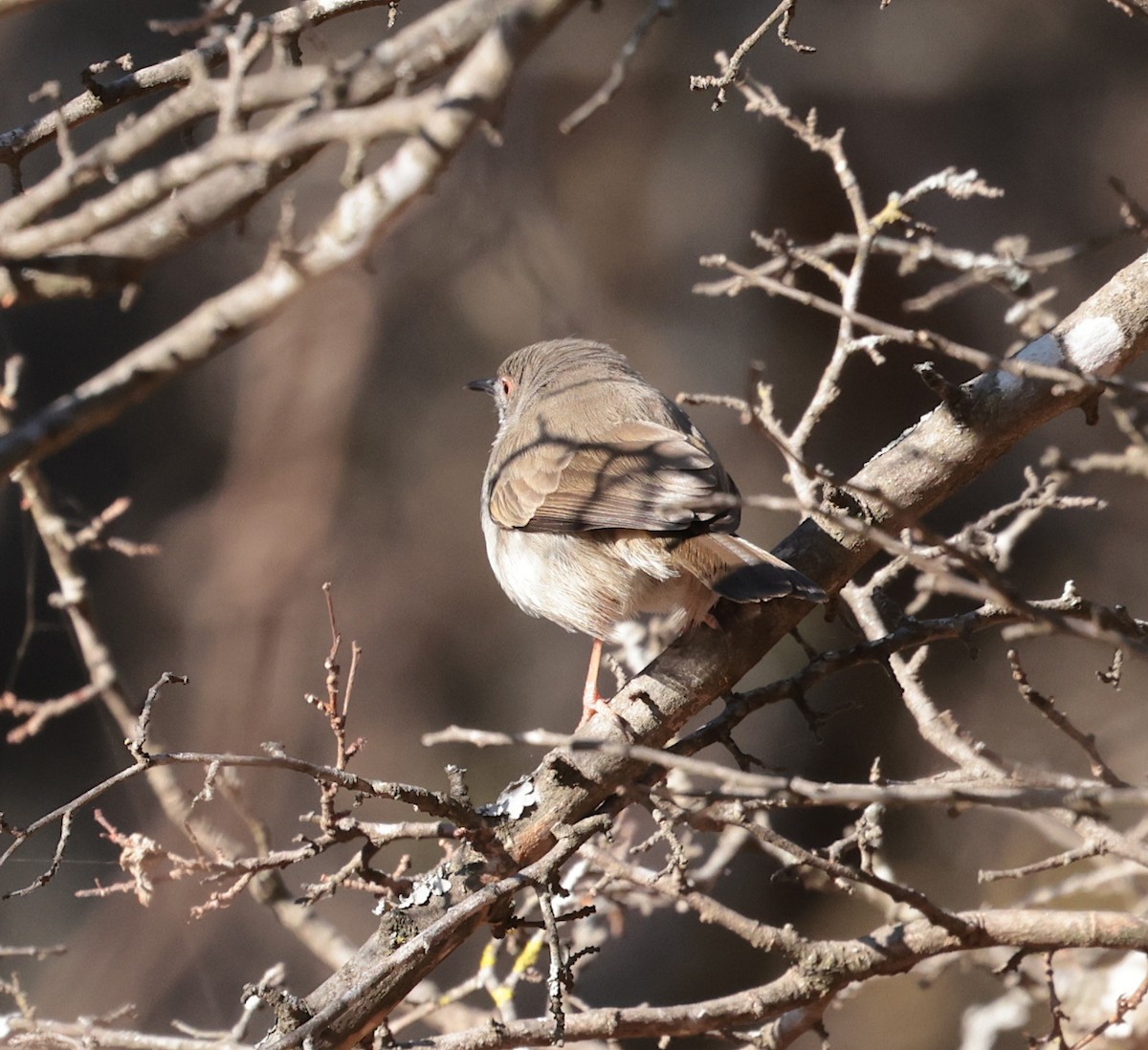 Miombo Wren-Warbler - ML639196244
