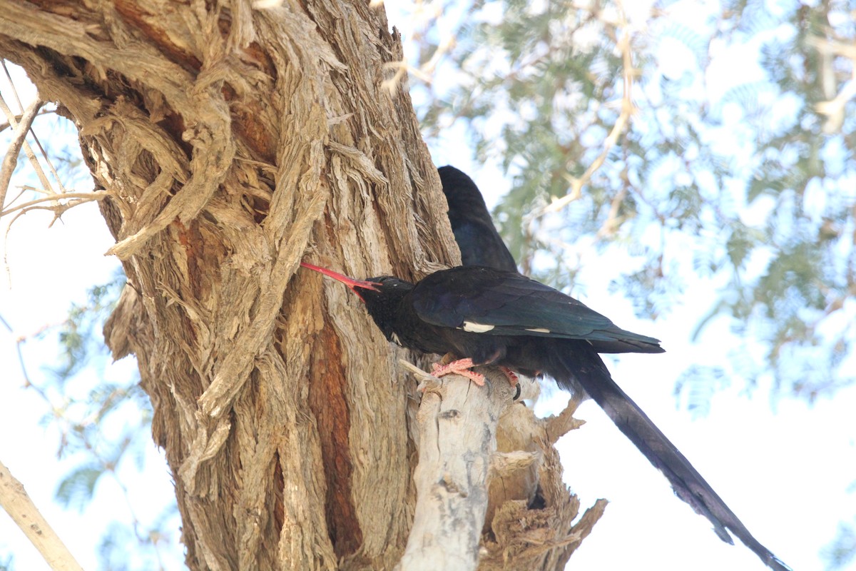 Violet Woodhoopoe - ML639196352
