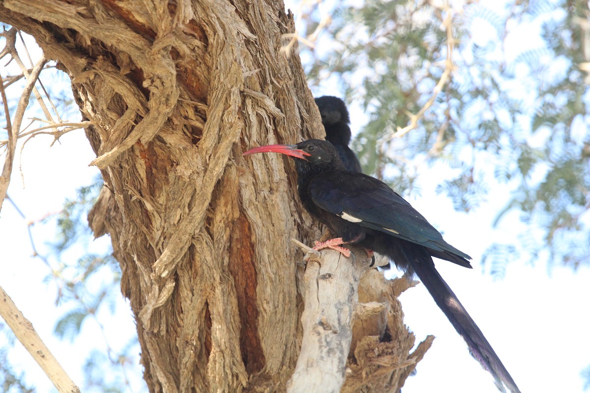 Violet Woodhoopoe - ML639196353