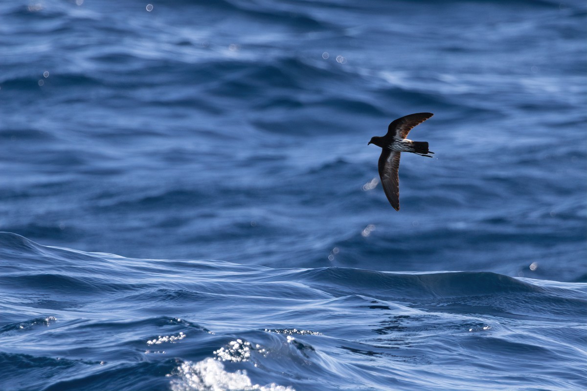 New Caledonian Storm-Petrel - ML639196375
