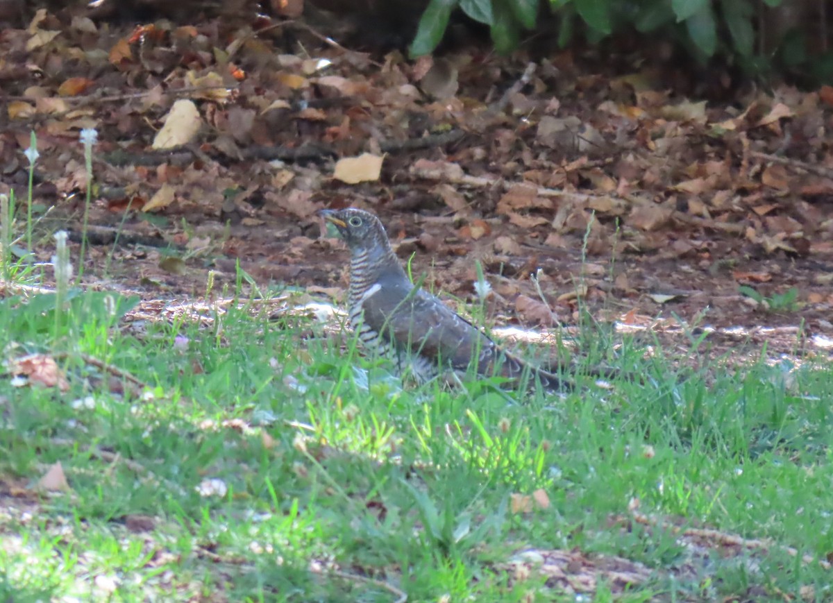 Common Cuckoo - ML639196418
