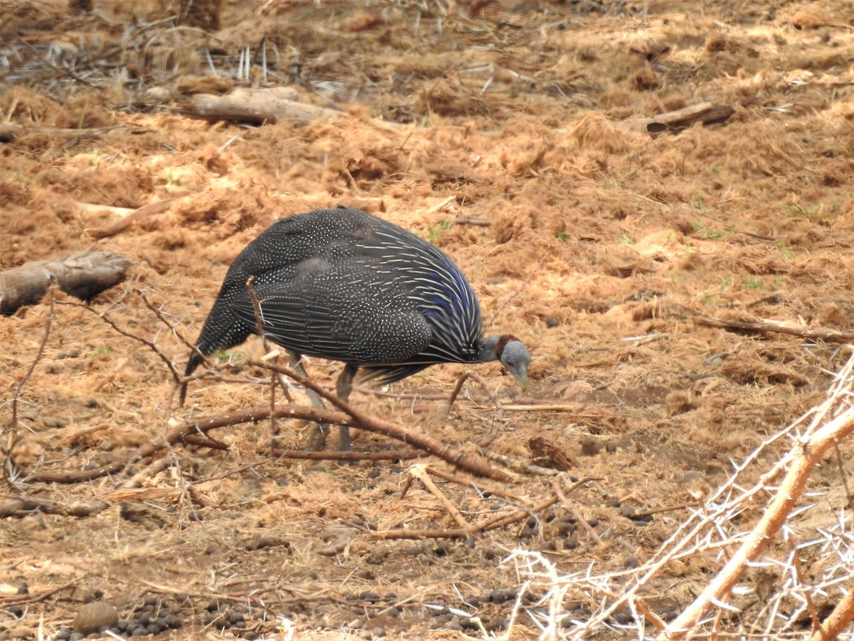 フサホロホロチョウ - ML639196496