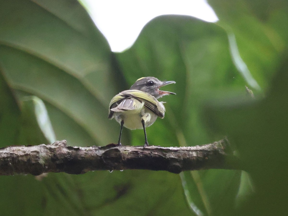 Greenish Elaenia - ML639196772