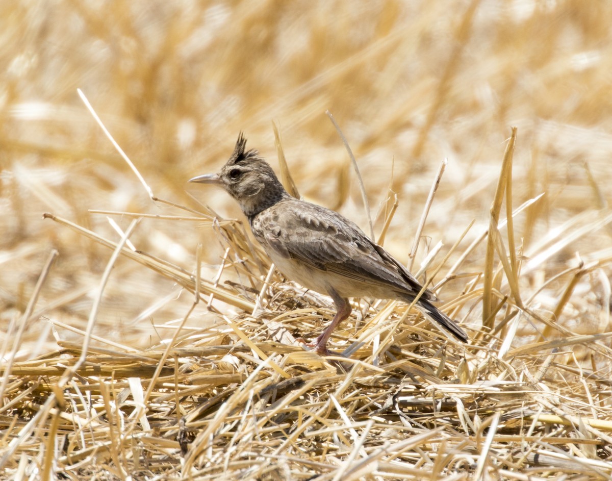 Kutturlio arrunta - ML639196848