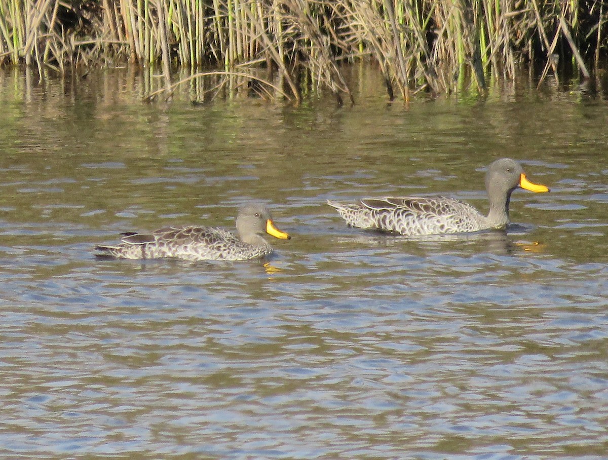 Canard à bec jaune - ML639197091