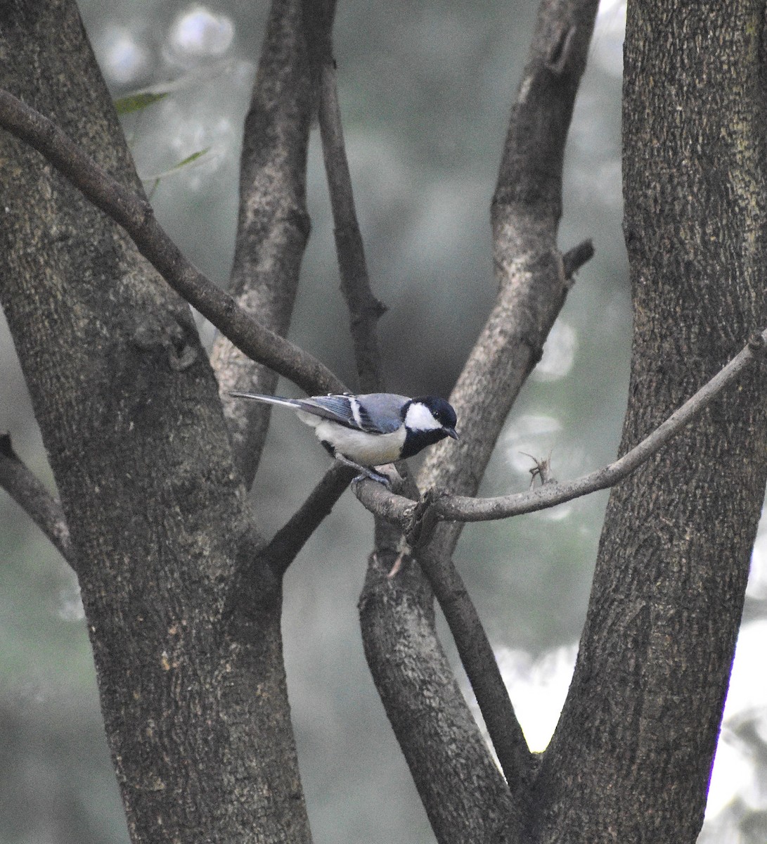 Asian Tit - ML639197152
