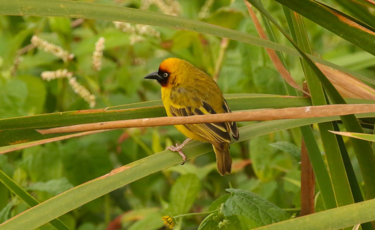 Northern Brown-throated Weaver - ML639197167