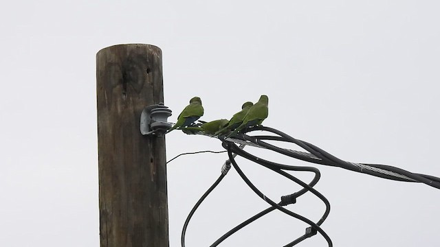 Monk Parakeet - ML639197168