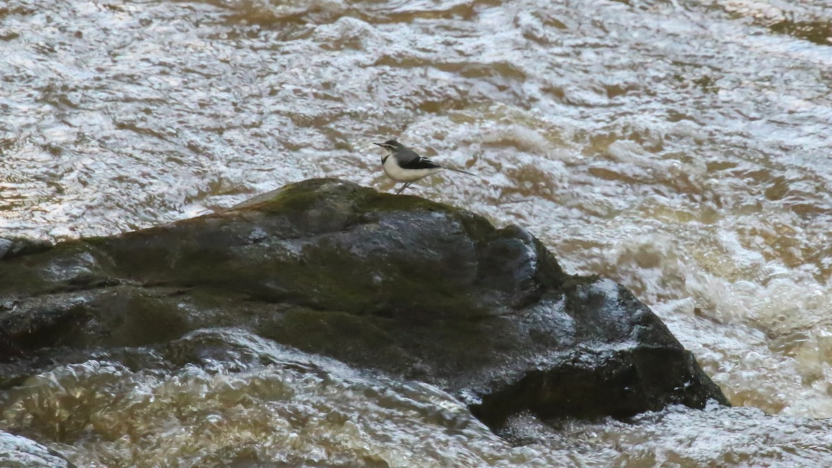 Mountain Wagtail - ML639197191