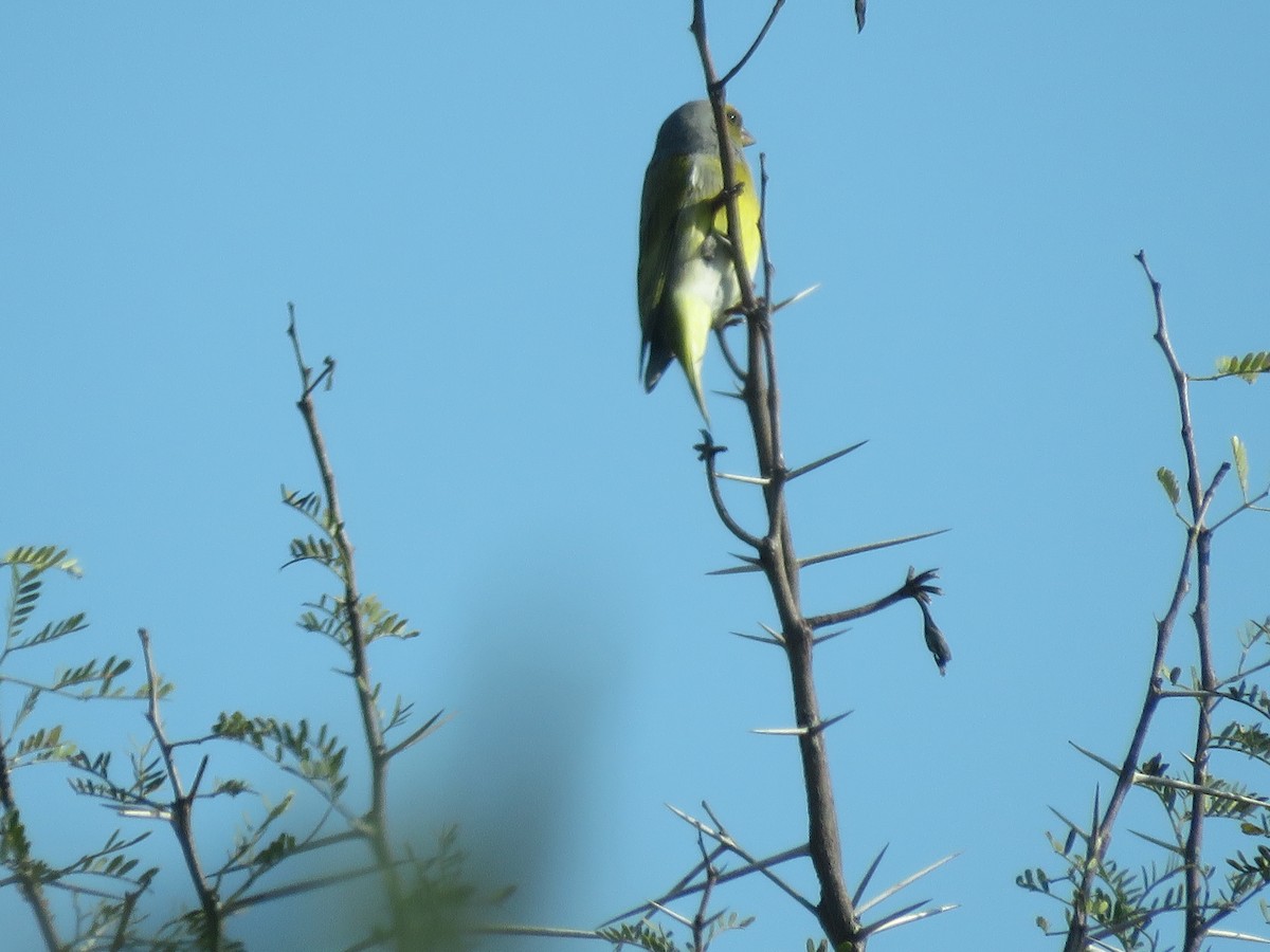 Serin du Cap - ML639197196