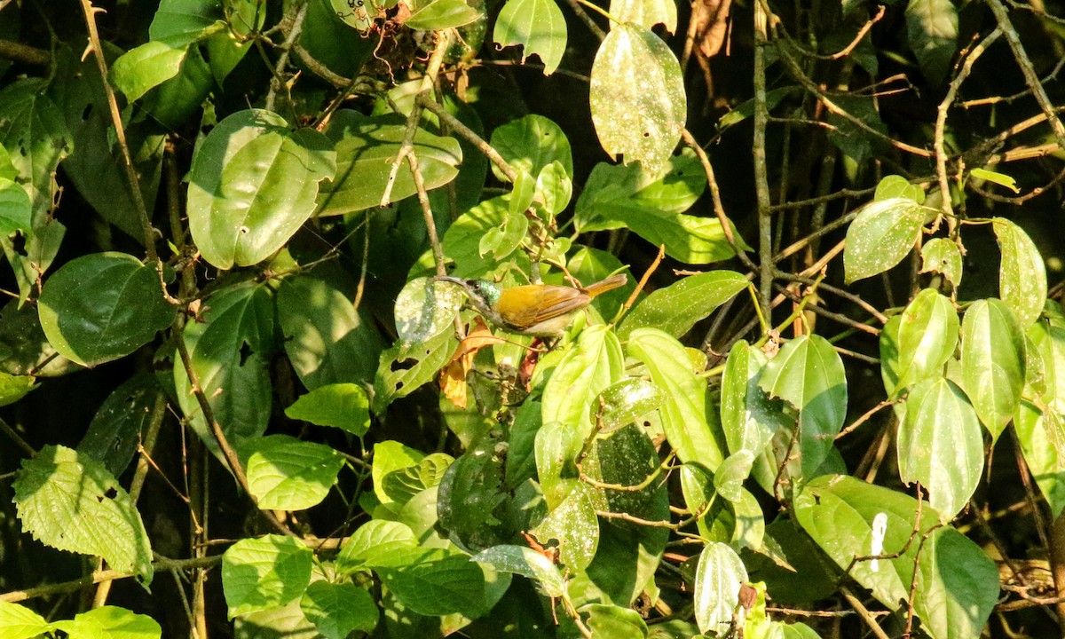 Green-headed Sunbird - ML639197222