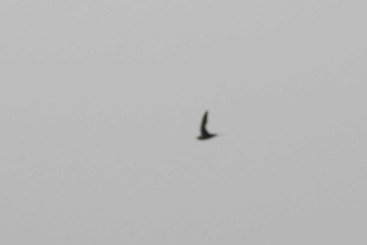 Vaux's Swift (Yucatan) - ML639197244