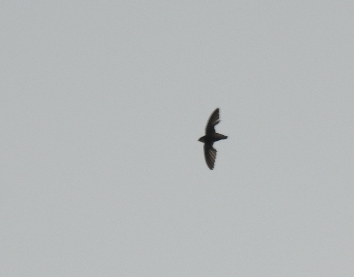 Vaux's Swift (Yucatan) - ML639197245