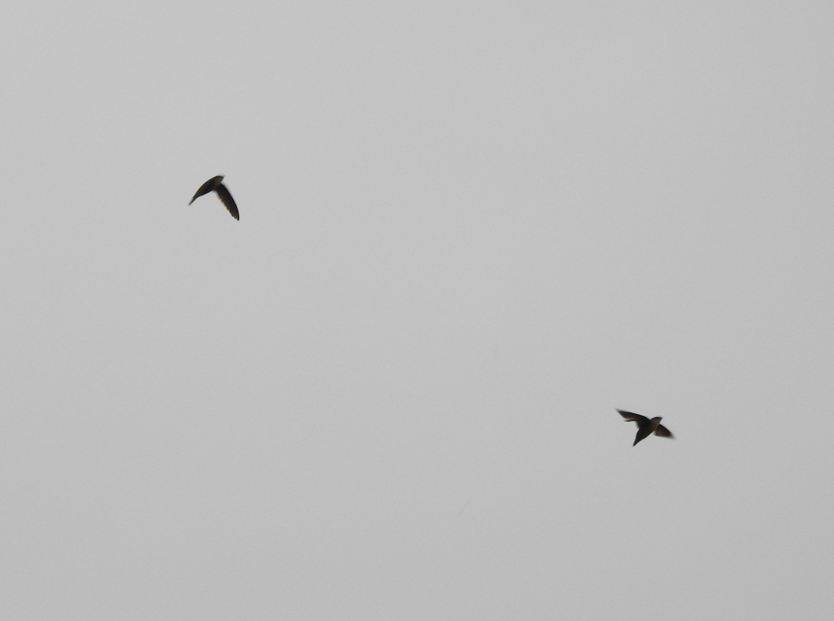 Vaux's Swift (Yucatan) - ML639197246
