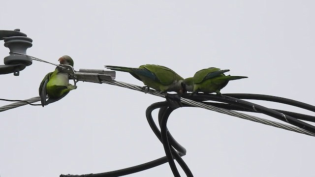 Monk Parakeet - ML639197255