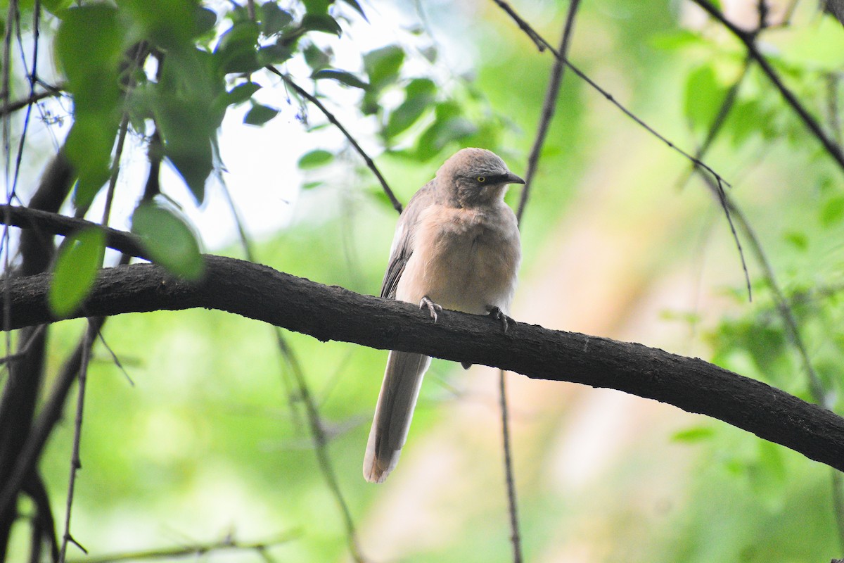 Large Gray Babbler - ML639197256