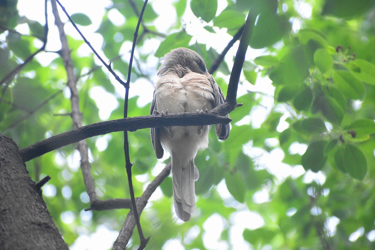 Large Gray Babbler - ML639197286