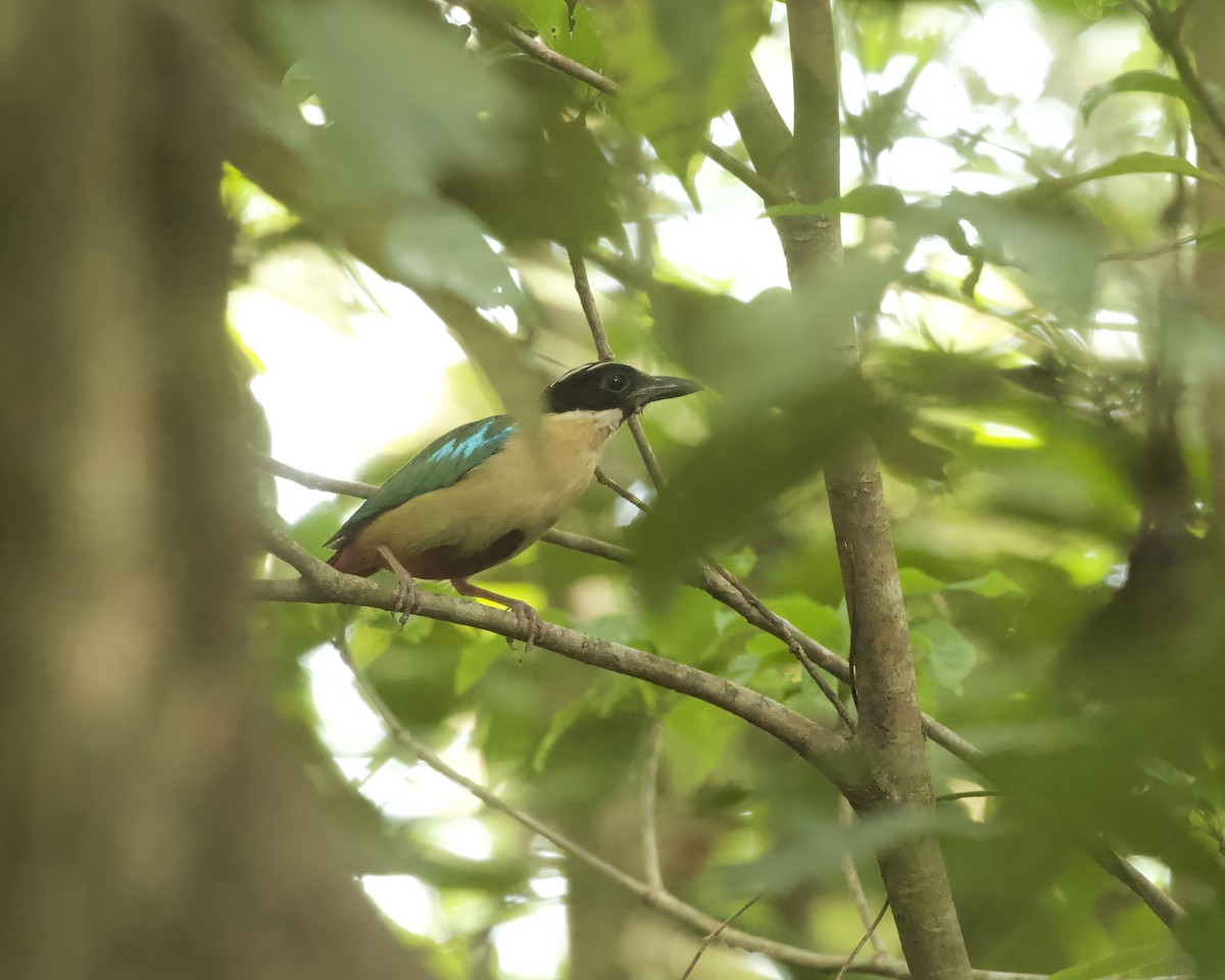 Elegant Pitta - ML639197304