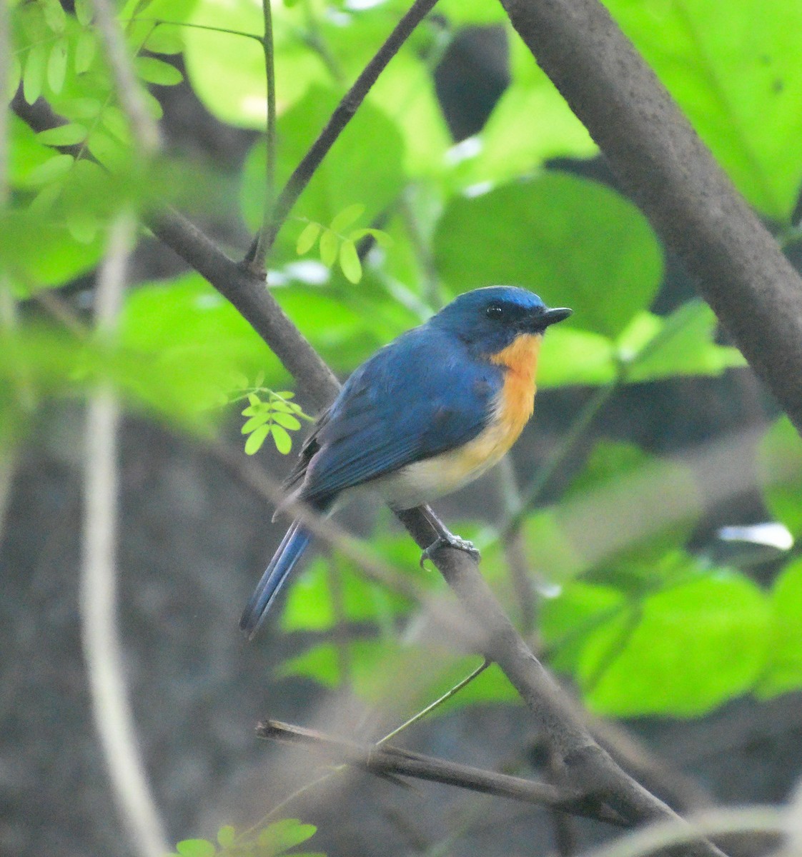 Tickell's Blue Flycatcher - ML639197306