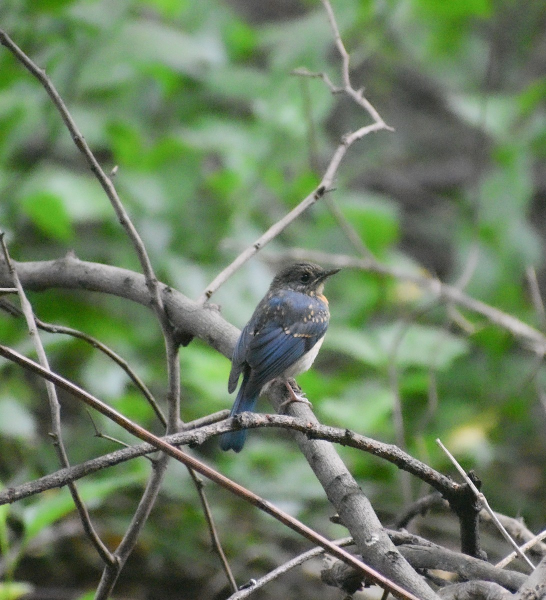 Tickell's Blue Flycatcher - ML639197322