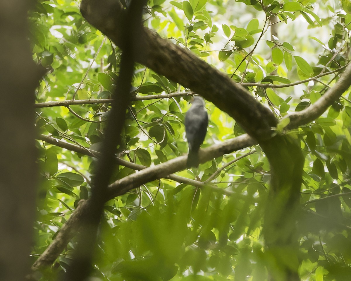 Vinous-breasted Sparrowhawk - ML639197436
