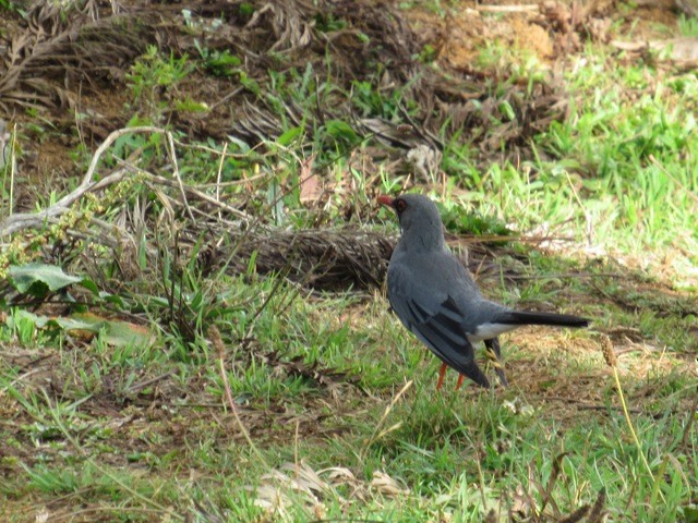 Eastern Red-legged Thrush - ML639197461