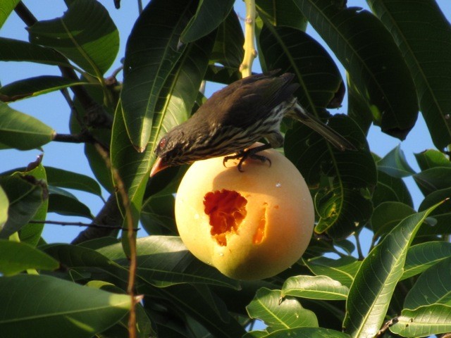 Palmchat - ML639197487