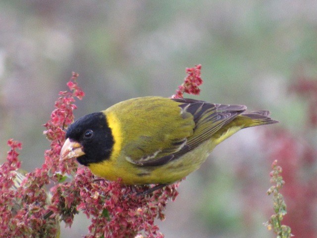 Antillean Siskin - ML639197567