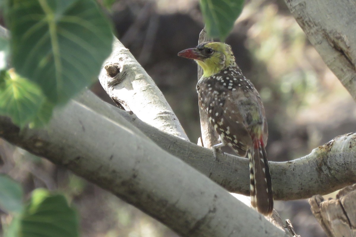 Yellow-breasted Barbet - ML639197577