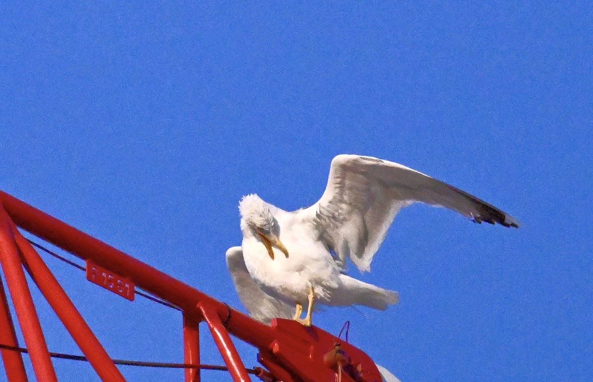 Yellow-legged Gull - ML639197591