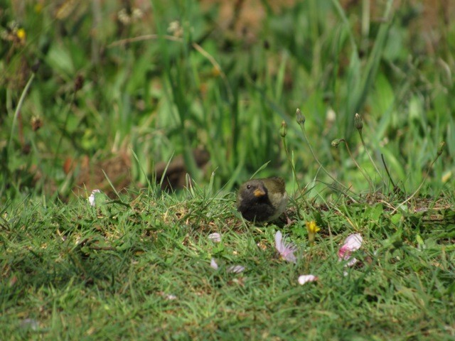 Black-faced Grassquit - ML639197593