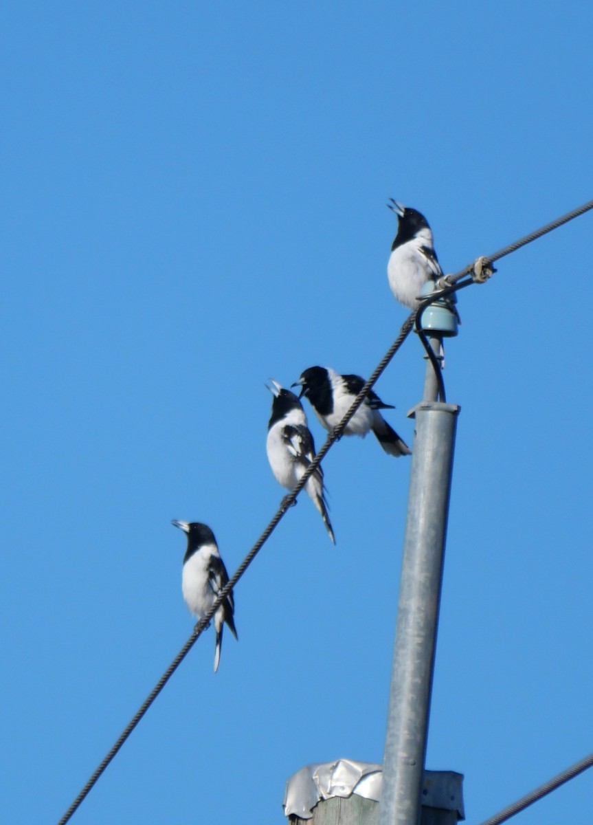 Pied Butcherbird - ML639197594